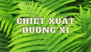 Chiết xuất dương xỉ và những công dụng cho làn da