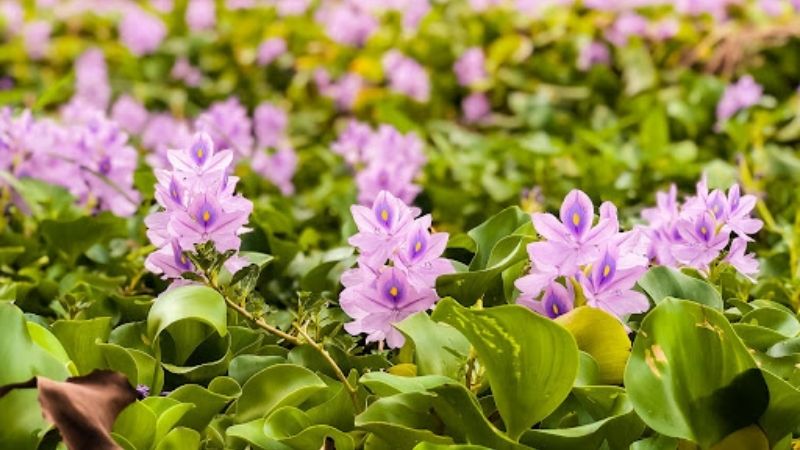 Hoa lục bình là hoa gì?