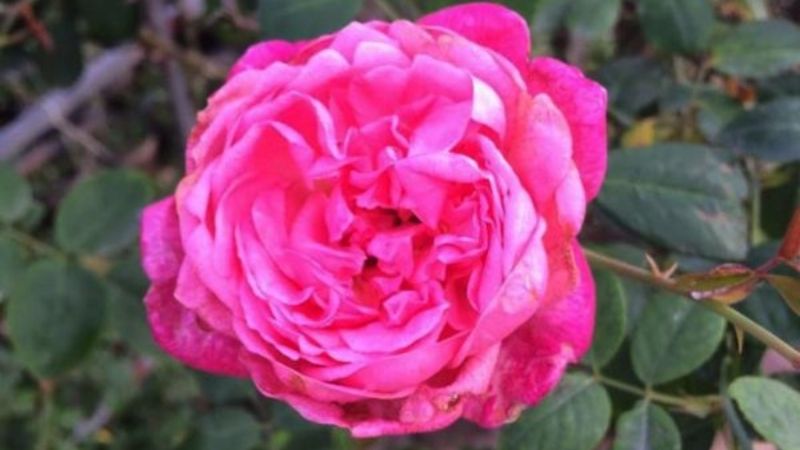 What is a rose? Meaning of roses in life