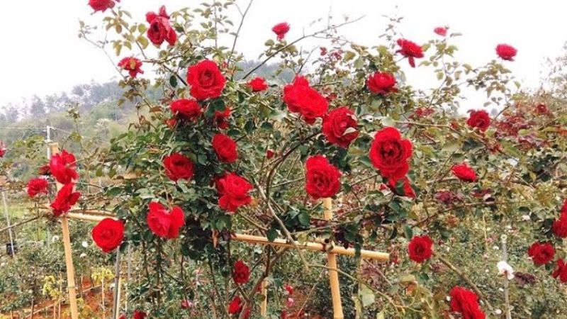 Hoa hồng cổ Sơn La có kích thước bông lớn