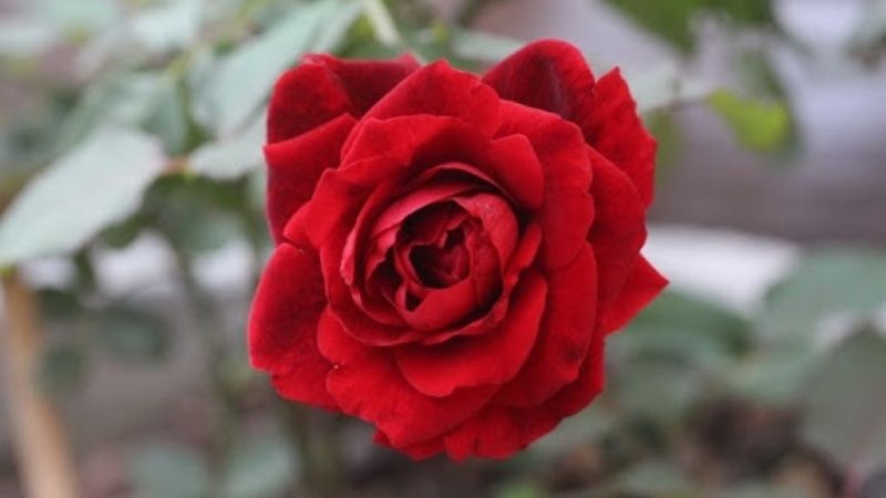 Hoa hồng là gì? Ý nghĩa hoa hồng trong cuộc sống