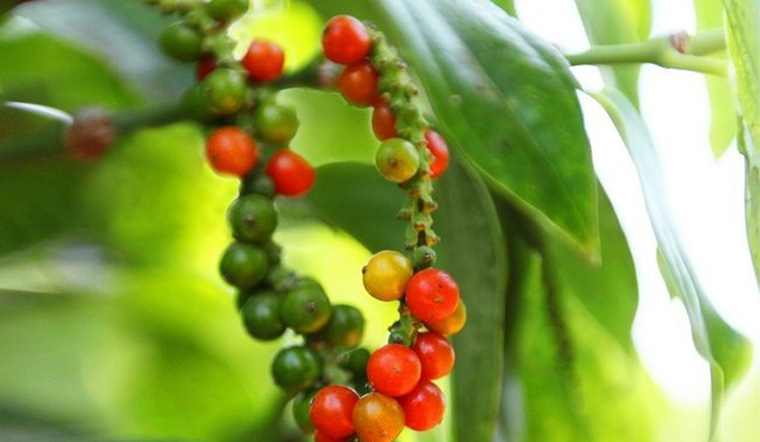 Giá tiêu hôm nay 25/12: Dự báo chu kỳ tăng mới trong năm 2022