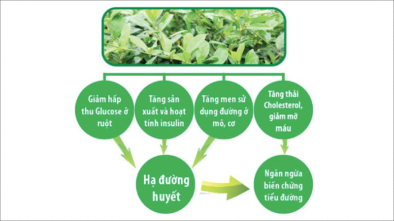 Dây thìa canh là một loại thảo dược thân thảo dạng dây leo, cao khoảng 6 – 10m, có nhựa mủ màu trắng