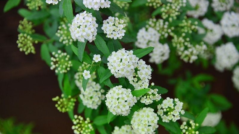 Hoa tiểu tú cầu: Nguồn gốc, đặc điểm và cách cắm hoa đẹp, trang nhã