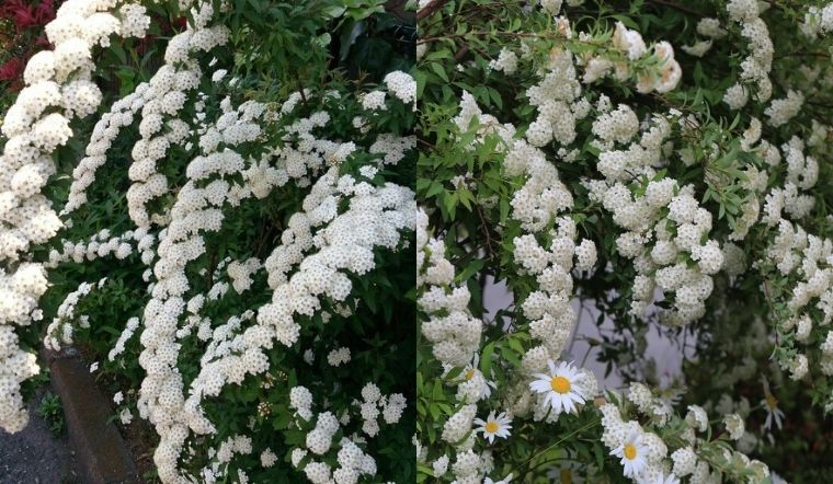 Hoa tiểu tú cầu: Nguồn gốc, đặc điểm và cách cắm hoa đẹp, trang nhã