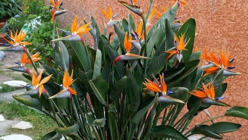 Bird of paradise flower is a tropical flower, so it is easy to grow at home