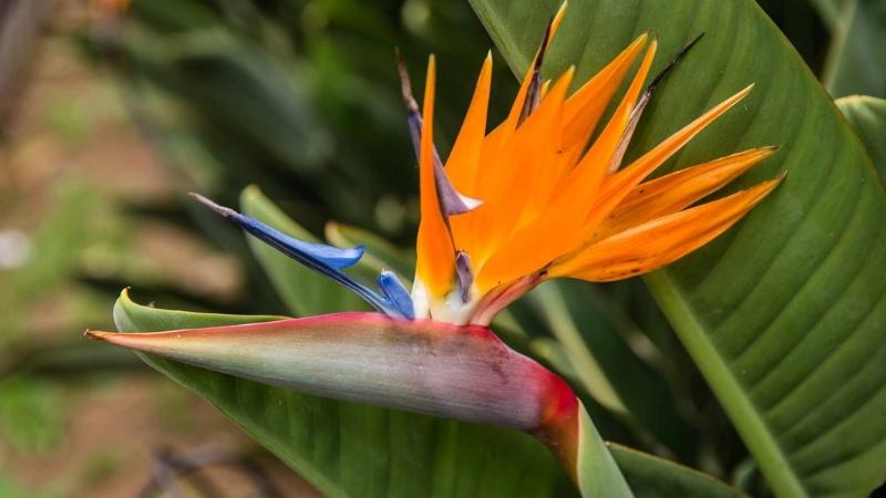 How to grow bird of paradise plants at home