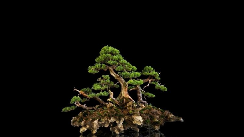 What is a bonsai tree? The feng shui meaning of each bonsai tree shape