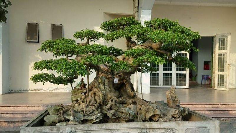 Cây bonsai là gì? Ý nghĩa phong thủy của từng dáng cây bonsai Cay-bonsai-la-gi-y-nghia-phong-thuy-cua-tung-dang-cay-bonsai-202112271203227133