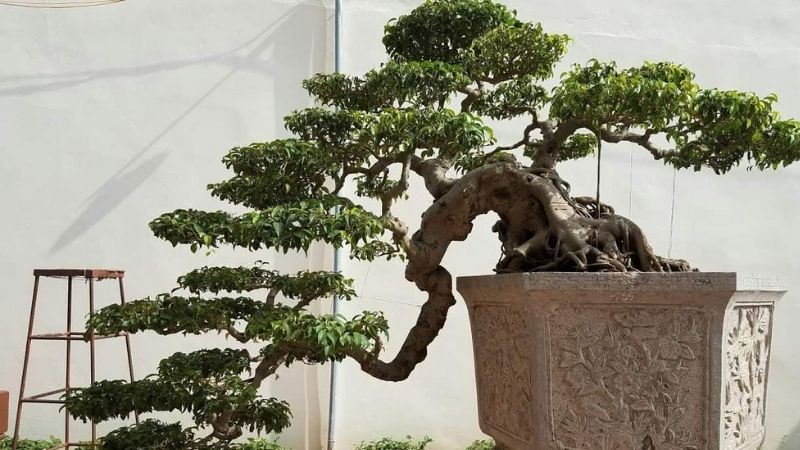 Dáng bonsai thác đổ