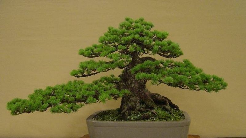 Bonsai thất hiền