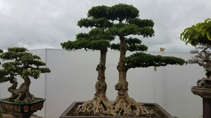 Cây bonsai là gì? Ý nghĩa phong thủy của từng dáng cây bonsai