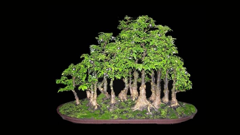 Dáng bonsai dáng bạt phong