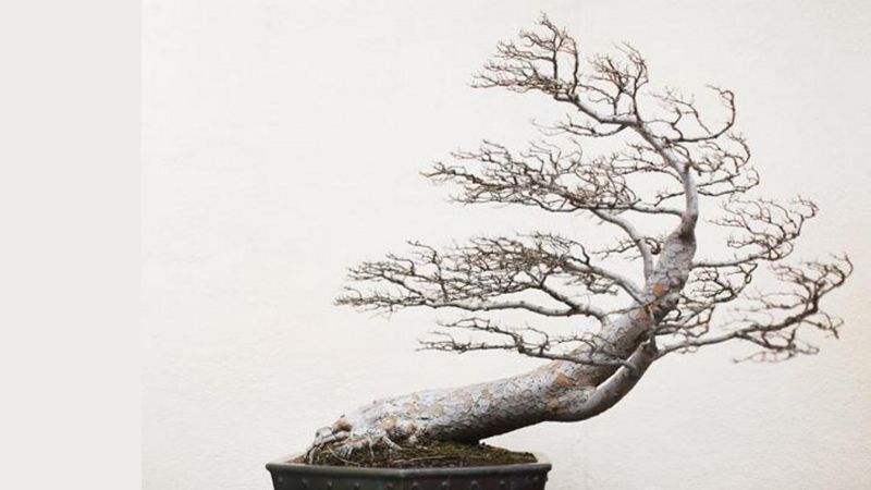 Cây bonsai là gì? Ý nghĩa phong thủy của từng dáng cây bonsai