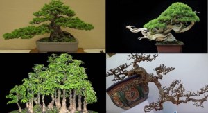 Cây bonsai là gì? Ý nghĩa phong thủy của từng dáng cây bonsai