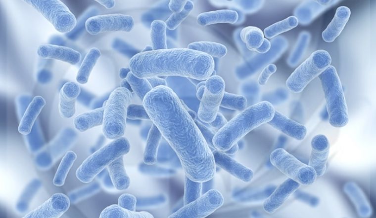 Lactobacillus acidophilus là gì? Có tác dụng đối với cơ thể?