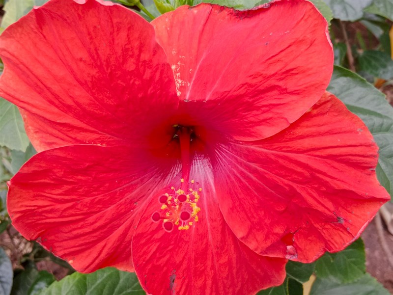 Ảnh chụp của Vivo Y33s trong điều kiện đủ sáng.