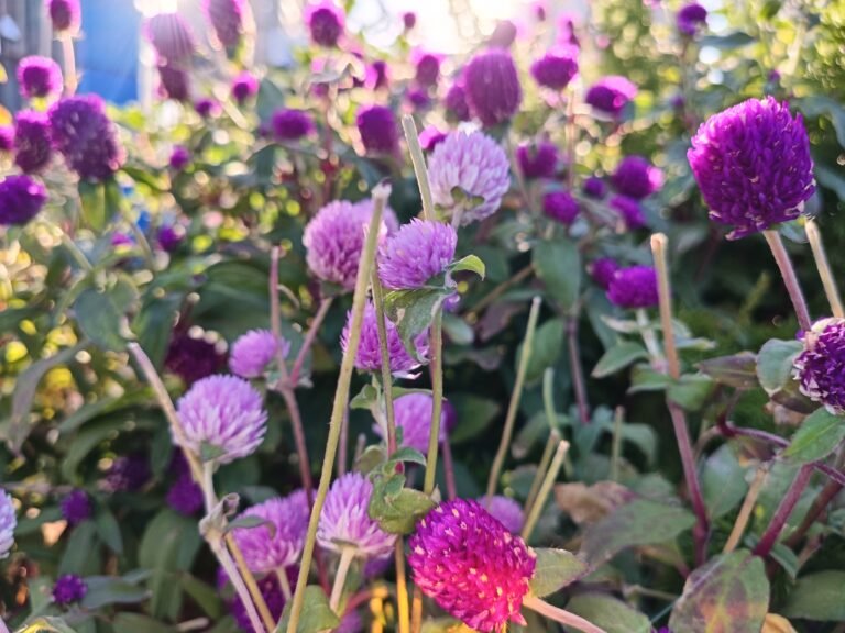 Ảnh chụp từ camera chính của OPPO Reno7 Pro.