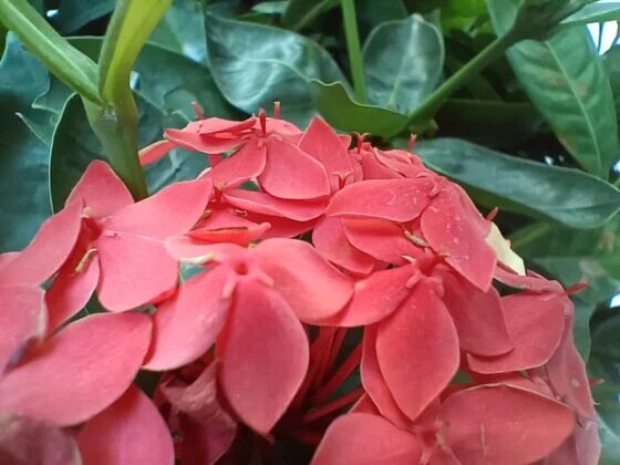 Ảnh chụp từ camera macro trên OPPO Reno7 Pro.