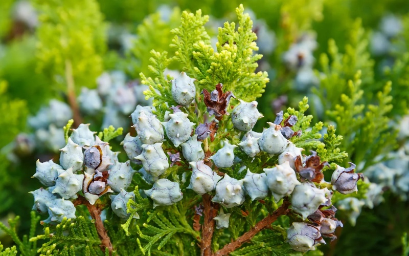 Cây trắc bách diệp được trồng làm cây cảnh và sử dụng trong các bài thuốc Đông y