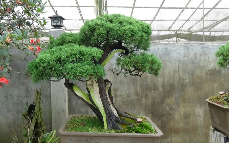 Cây trắc bách diệp bonsai