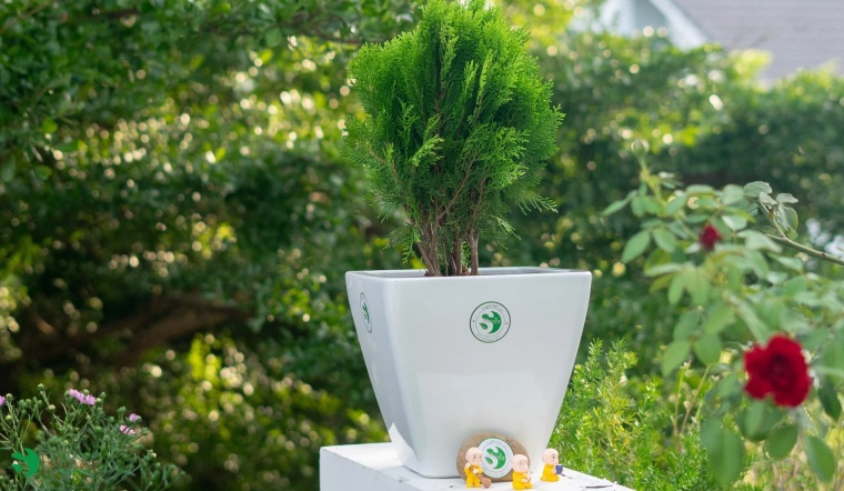 lá trắc bách diệp là cây gì
