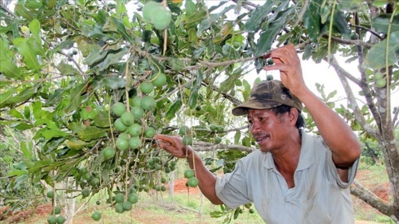 Chăm sóc cây macca là một việc vô cùng quan trọng