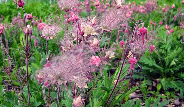 Hoa khói thảo nguyên là hoa gì? Giá hoa khói thảo nguyên bao nhiêu?