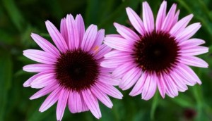 Chiết xuất hoa cúc tím (Echinacea) là gì? Có công dụng gì cho da?