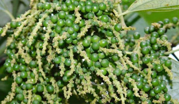 Giá tiêu hôm nay 30/12/2021: Dao động trong khoảng 79.500 - 82.000 đồng/kg