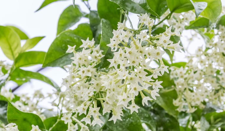 Dạ lý hương: Đặc điểm, công dụng và cách chăm sóc hoa đẹp