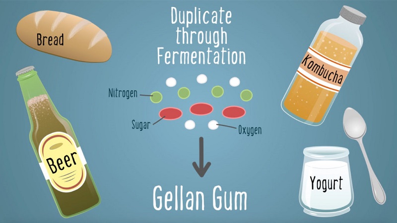What is Gellan gum? The role of gellan gum for health