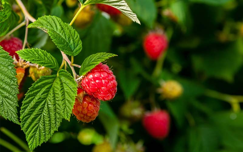 Mulberry leaf tea is made from leaves of mulberry tree