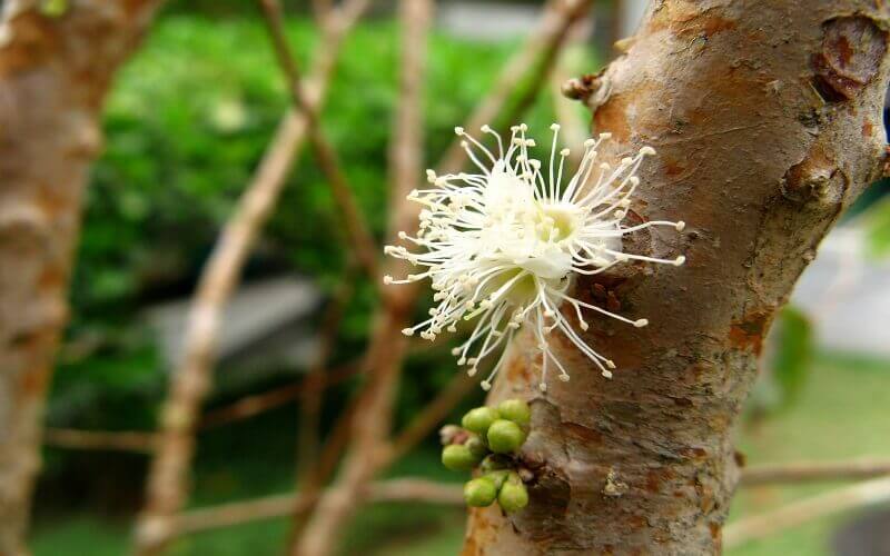Hoa của loài cây này có màu vàng trắng, mọc từ thân cây