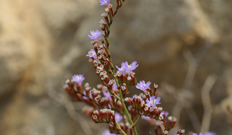 Hoa sao tím: Nguồn gốc, đặc điểm và ý nghĩa của hoa sao tím