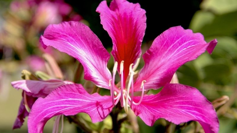 Hoa dương tử kinh là hoa gì? Ý nghĩa đặc biệt của hoa dương tử kinh