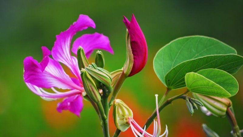 Hoa dương tử kinh là hoa gì? Ý nghĩa đặc biệt của hoa dương tử kinh