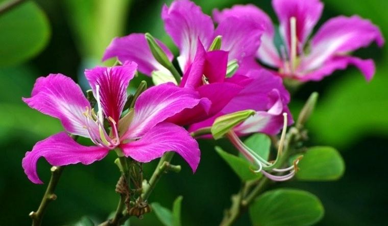 Hoa dương tử kinh là hoa gì? Ý nghĩa đặc biệt của hoa dương tử kinh