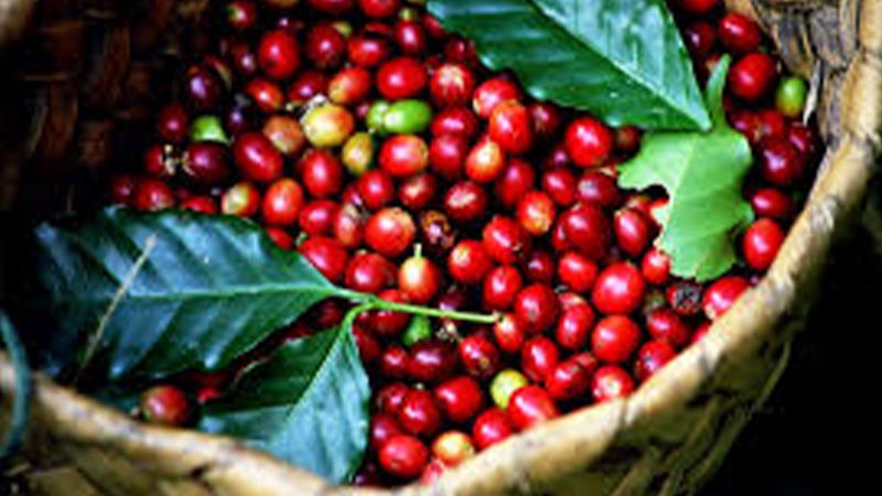 Thông tin về hạt tiêu xuất khẩu