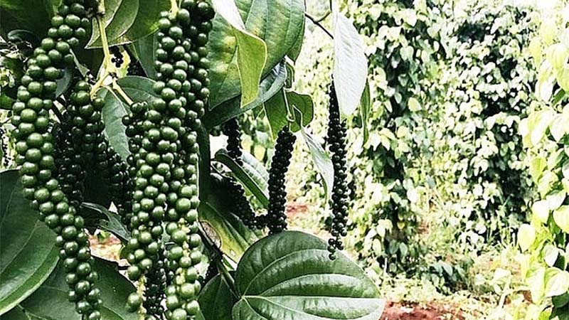 Thông tin về hạt tiêu xuất khẩu