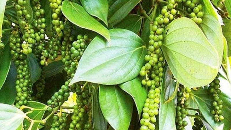 Giá tiêu trong nước