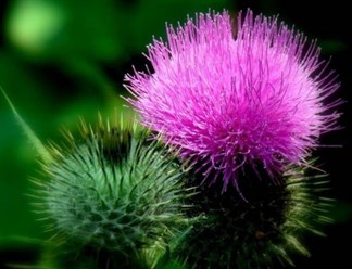 Ai nên sử dụng thuốc milk thistle extract 250mg và tại sao?

