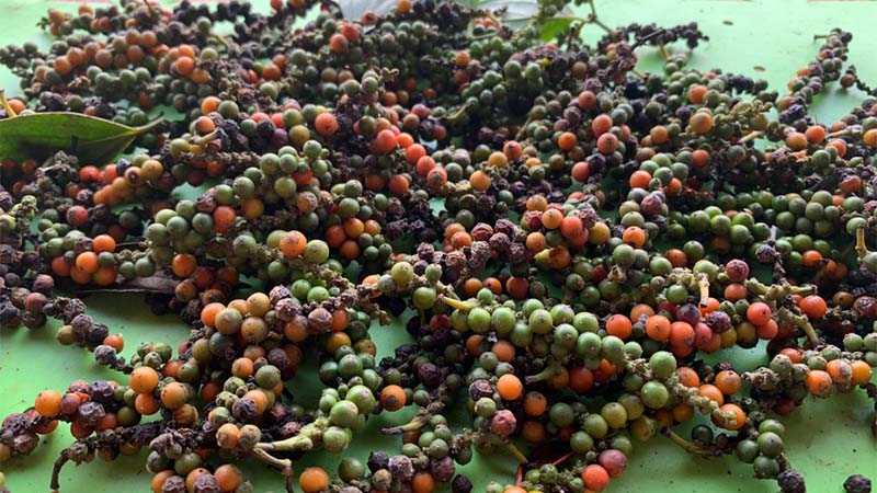 Thông tin về hạt tiêu xuất khẩu