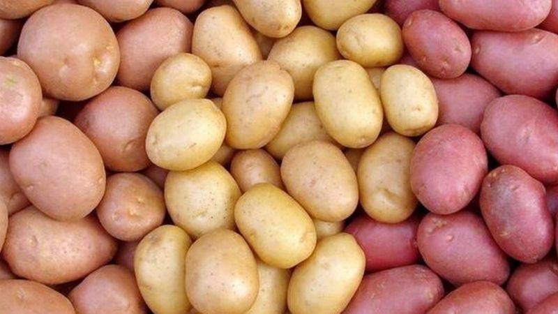 Một củ khoai tây (136 gram) có thể cung cấp khoảng 515 mg Kali