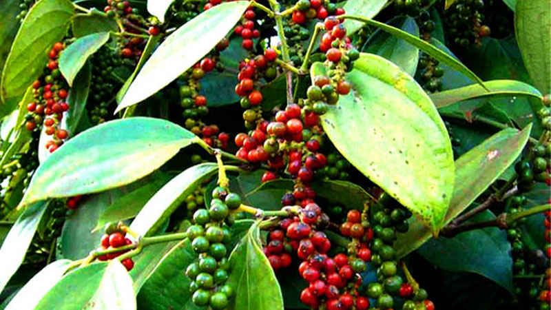 Giá tiêu trong nước