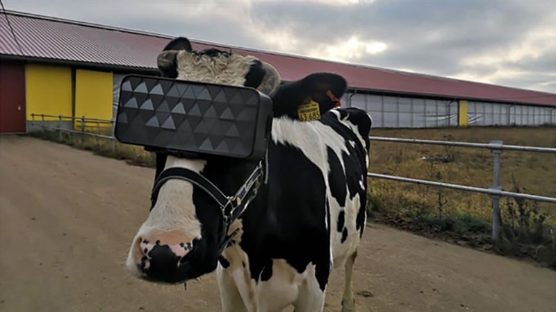 Bò sữa đeo kính VR