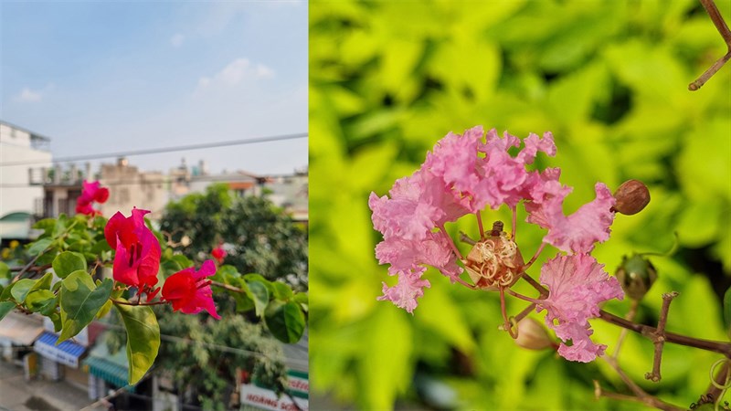 Ảnh chụp xóa phông trên S21 FE 5G (trái) và S21 5G (phải)