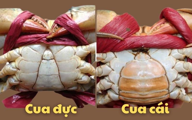 Phân biệt cua đực và cua cái