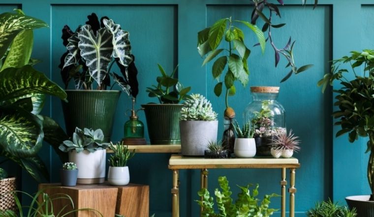 7 sai lầm cần tránh khi trồng cây cảnh trong nhà