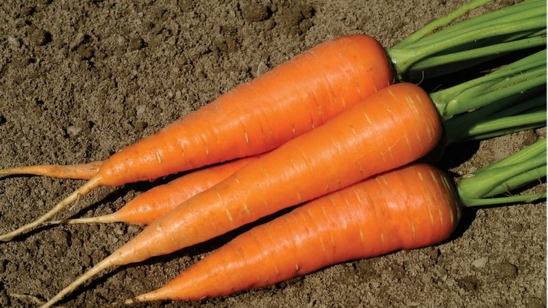 Cà rốt là một loại rau củ ăn ngon, giòn và rất bổ dưỡng